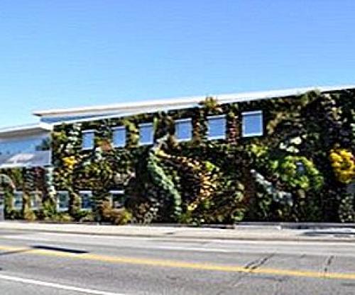 Виды вертикальных зеленых стен. Преимущества зеленых стен