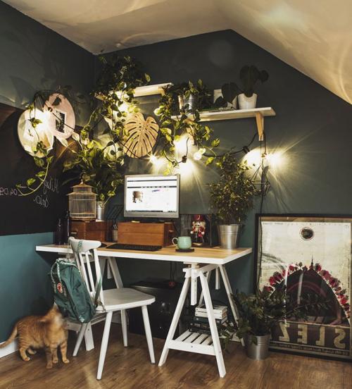 Декоративные лианы для дома. Почему стоит выращивать в квартире лианы?