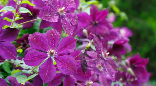 Растения лианы. Топ лучших многолетних лиан для оформления садового участка