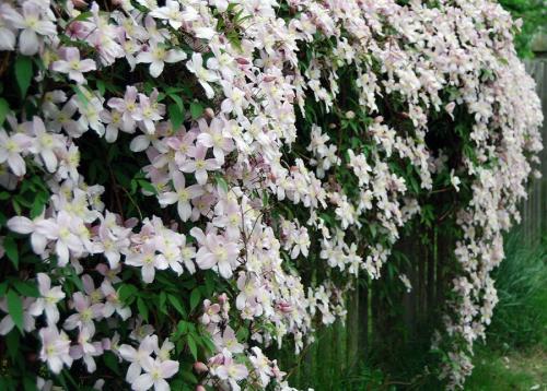 Как подобрать многолетние декоративные лианы для сада. Многолетние лианы для сада 01 Как подобрать многолетние декоративные лианы для сада. Многолетние лианы для сада 01