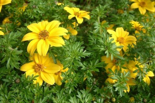 Ампельные растения для полутени. Ампельные цветы: фото, названия и описания (каталог)