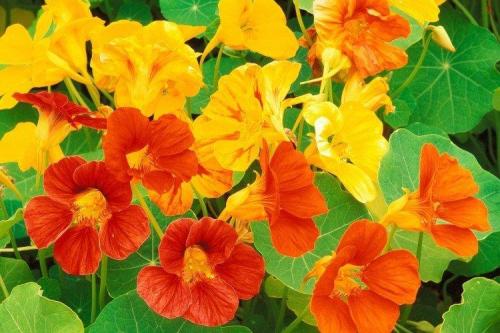 Ампельные растения для полутени. Ампельные цветы: фото, названия и описания (каталог)