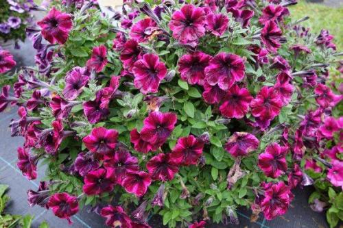 Ампельные растения для полутени. Ампельные цветы: фото, названия и описания (каталог)