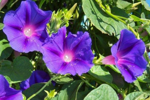 Ампельные растения для полутени. Ампельные цветы: фото, названия и описания (каталог)