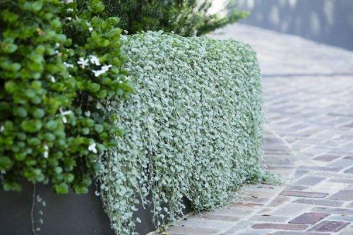 Ампельные растения для полутени. Ампельные цветы: фото, названия и описания (каталог)