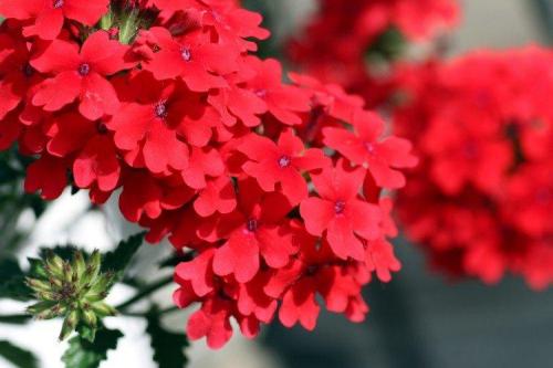 Ампельные растения для полутени. Ампельные цветы: фото, названия и описания (каталог)