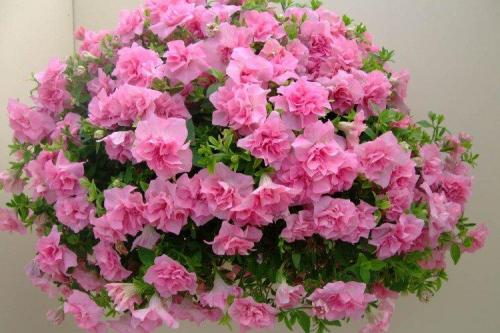 Ампельные растения для полутени. Ампельные цветы: фото, названия и описания (каталог)