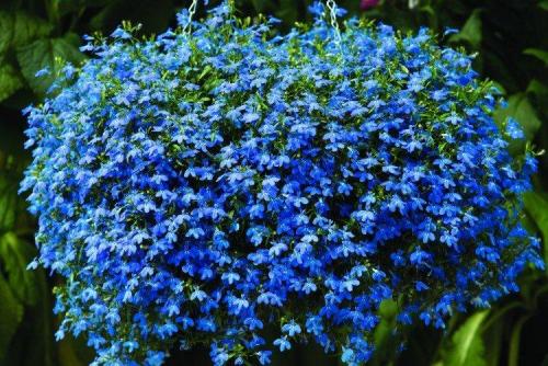 Ампельные растения для полутени. Ампельные цветы: фото, названия и описания (каталог)