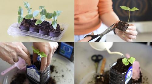 Вечнозеленые цветущие лианы для сада. Вьющиеся 10