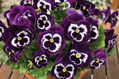 Ампельные растения для полутени. Ампельные цветы: фото, названия и описания (каталог)