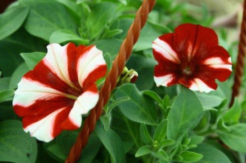 Ампельные растения для полутени. Ампельные цветы: фото, названия и описания (каталог)