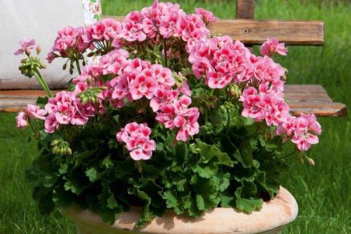 Ампельные растения для полутени. Ампельные цветы: фото, названия и описания (каталог)