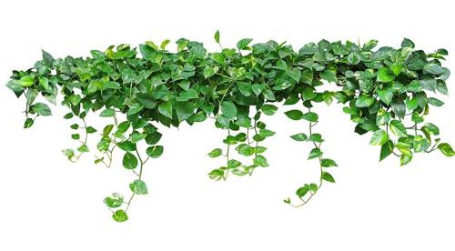 12 красивых и устойчивых комнатных лиан. Лианы для декорирования стен и потолков в офисах и квартирах: крупные, устойчивые, красивые 01