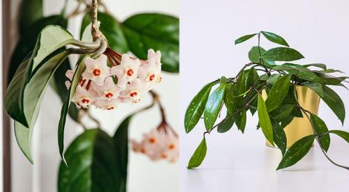 12 красивых и устойчивых комнатных лиан. Лианы для декорирования стен и потолков в офисах и квартирах: крупные, устойчивые, красивые 02