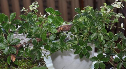 12 красивых и устойчивых комнатных лиан. Лианы для декорирования стен и потолков в офисах и квартирах: крупные, устойчивые, красивые 05