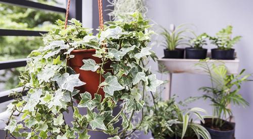 12 красивых и устойчивых комнатных лиан. Лианы для декорирования стен и потолков в офисах и квартирах: крупные, устойчивые, красивые 04