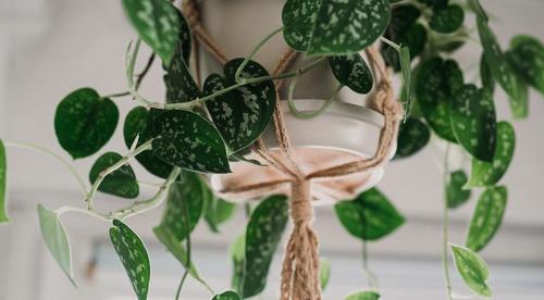 12 красивых и устойчивых комнатных лиан. Лианы для декорирования стен и потолков в офисах и квартирах: крупные, устойчивые, красивые 03