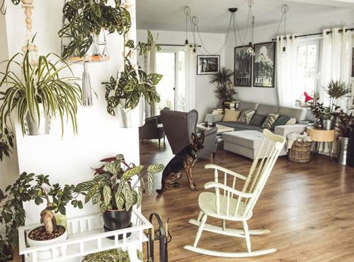 Свисающие комнатные растения. Почему стоит выращивать в квартире лианы?