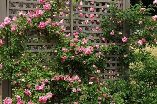 Разновидности и выбор лучших опор для плетистых роз. Плюсы и минусы различных материалов