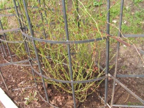 Шпалера и арки для плетистых роз своими руками Дачные дела. Как сделать своими руками? 02