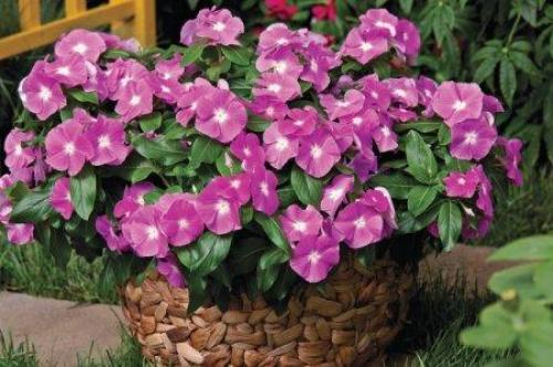 Плетистые розы без опоры. Плетистая роза (60 фото): виды, выращивание, уход и посадка