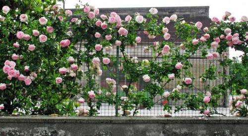 Как подвязать плетистую розу. Как подвязывать розы к опоре