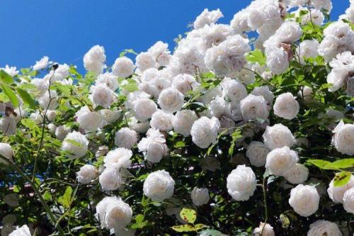 Плетистые розы без опоры. Плетистая роза (60 фото): виды, выращивание, уход и посадка