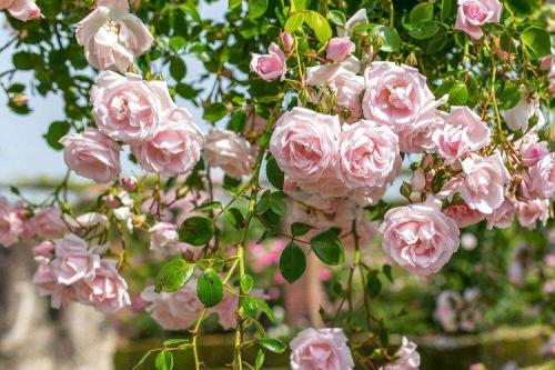 Плетистые розы без опоры. Плетистая роза (60 фото): виды, выращивание, уход и посадка