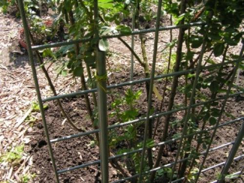 Шпалера и арки для плетистых роз своими руками Дачные дела. Как сделать своими руками? 03