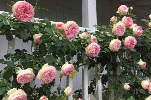 Плетистые розы без опоры. Плетистая роза (60 фото): виды, выращивание, уход и посадка