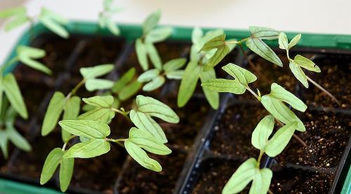 Популярные однолетние декоративные лианы. Однолетние лианы, которые сеют на рассаду зимой: кобея, родохитон, долихос и другие 01