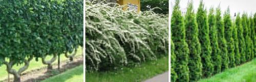 Живая изгородь своими руками недорого. КАКИЕ ЖИВЫЕ ИЗГОРОДИ БЫВАЮТ