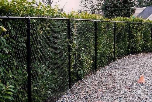 Живая изгородь на сетке рабице. Чем можно закрыть забор из сетки рабицы от соседей: непрозрачный низ
