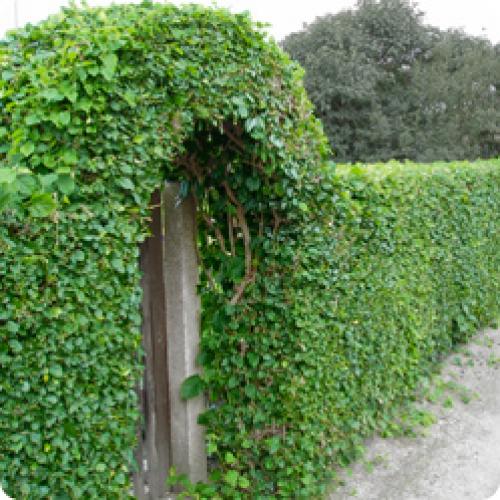 Живая изгородь своими руками недорого. КАКИЕ ЖИВЫЕ ИЗГОРОДИ БЫВАЮТ