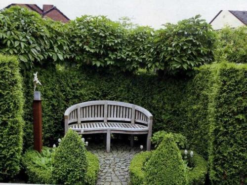 Живая изгородь виды. Живая изгородь на участке — ТОП-150 фото вариантов оформления, разновидности форм, правила ухода, руководство по созданию своими руками