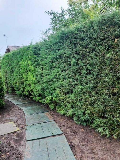 Живая изгородь виды. Живая изгородь на участке — ТОП-150 фото вариантов оформления, разновидности форм, правила ухода, руководство по созданию своими руками