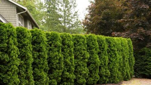 Живая изгородь виды. Живая изгородь на участке — ТОП-150 фото вариантов оформления, разновидности форм, правила ухода, руководство по созданию своими руками