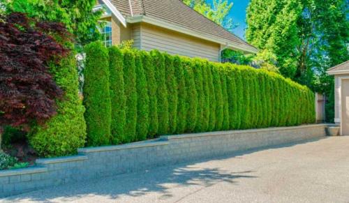 Живая изгородь виды. Живая изгородь на участке — ТОП-150 фото вариантов оформления, разновидности форм, правила ухода, руководство по созданию своими руками