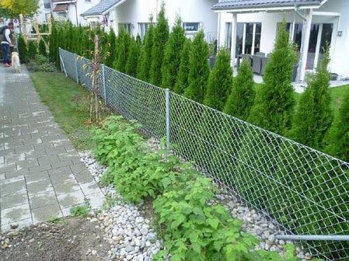 Живая изгородь на сетке рабице. Чем можно закрыть забор из сетки рабицы от соседей: непрозрачный низ