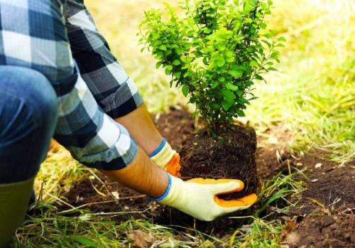 Живая изгородь виды. Живая изгородь на участке — ТОП-150 фото вариантов оформления, разновидности форм, правила ухода, руководство по созданию своими руками