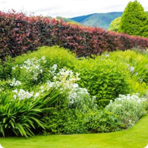 Живая изгородь своими руками недорого. КАКИЕ ЖИВЫЕ ИЗГОРОДИ БЫВАЮТ