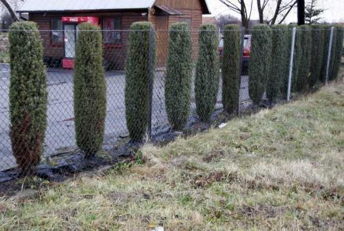 Живая изгородь виды. Живая изгородь на участке — ТОП-150 фото вариантов оформления, разновидности форм, правила ухода, руководство по созданию своими руками