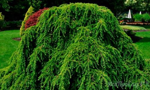 Тенелюбивые растения для сада многолетние. Тенелюбивые растения для сада и огорода