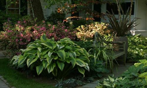 Тенелюбивые растения для сада многолетние. Тенелюбивые растения для сада и огорода