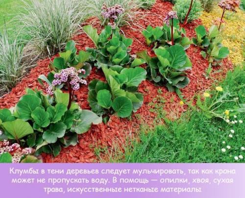 Теневыносливые и влаголюбивые растения. Рекомендации