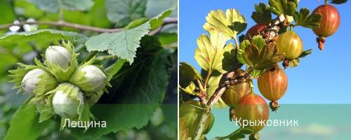 Теневыносливые и тенелюбивые растения. Теневыносливые деревья и кустарники: виды, посадка и уход