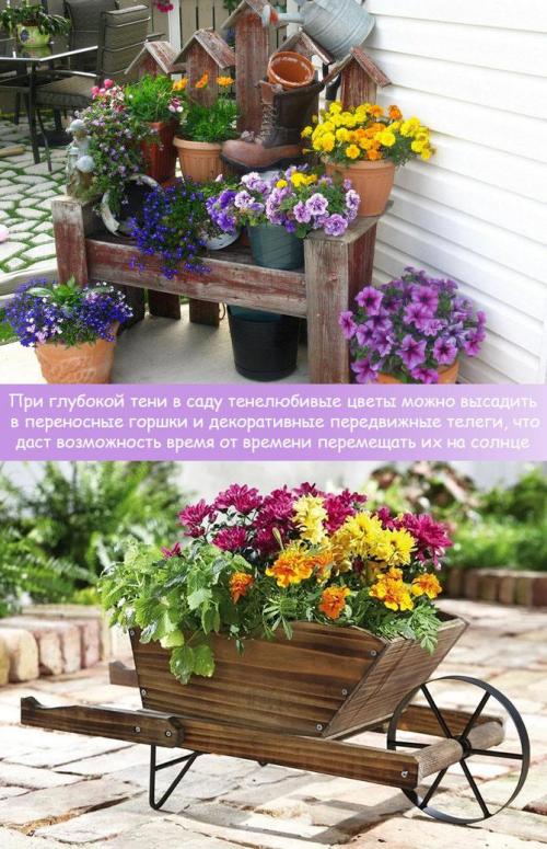 Теневыносливые и влаголюбивые растения. Рекомендации