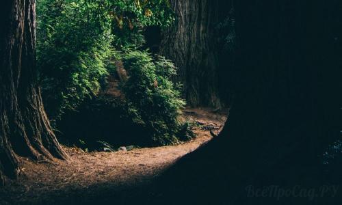 Тенелюбивые растения для сада многолетние. Тенелюбивые растения для сада и огорода