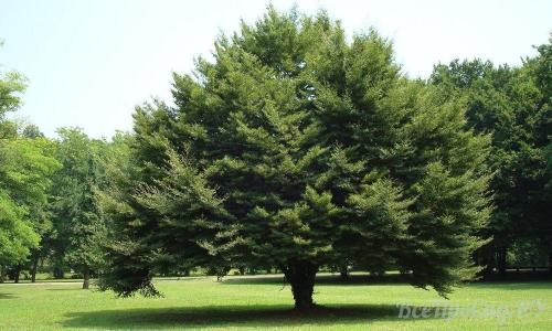 Тенелюбивые растения для сада многолетние. Тенелюбивые растения для сада и огорода