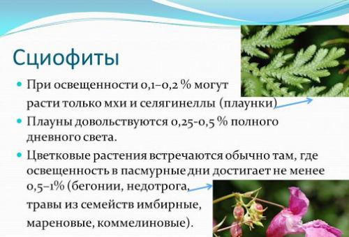 Теневыносливые и тенелюбивые растения. Теневыносливые деревья и кустарники: виды, посадка и уход